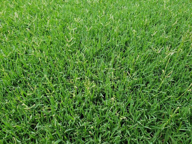 Ежа сборная Dactylis glomerata l.