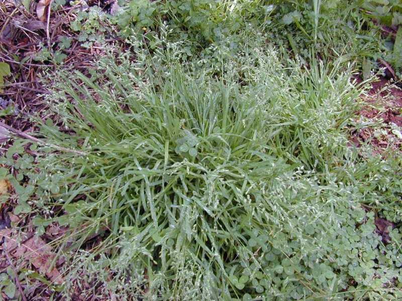 Мятлик обыкновенный (POA trivialis)