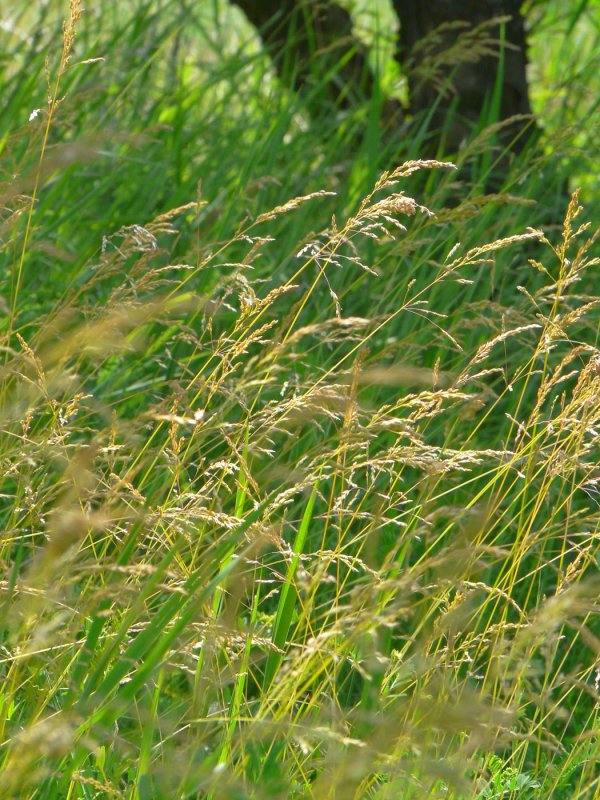 Мятлик однолетний (POA annua l.)