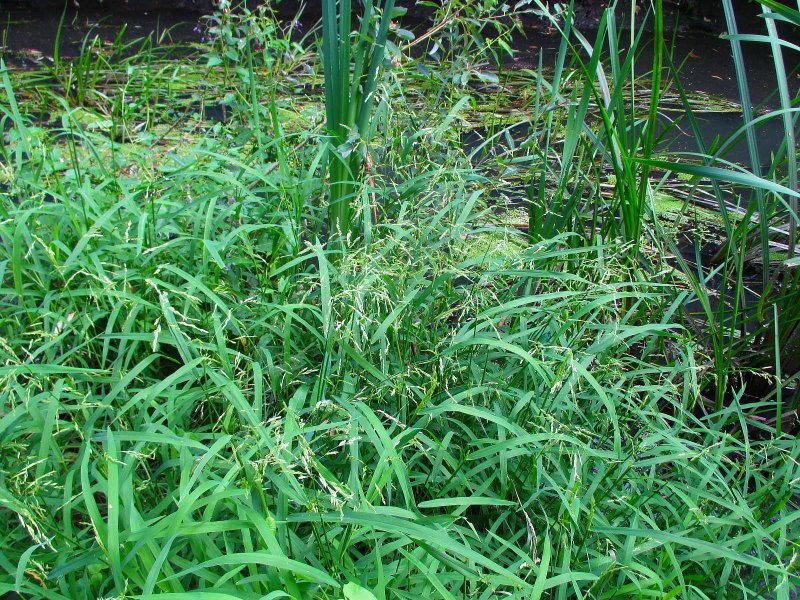 Мятлик однолетний – POA annua