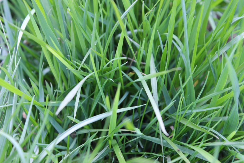 POA angustifolia