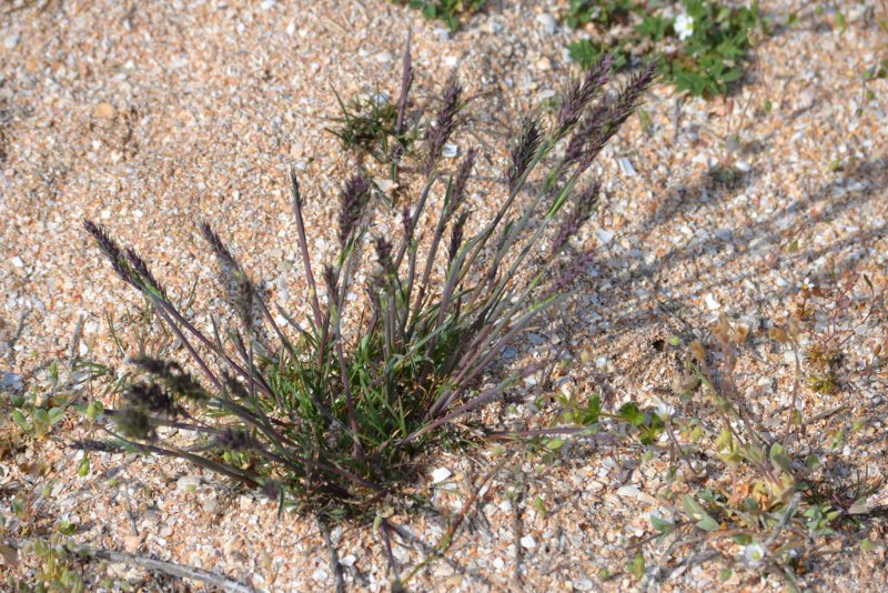 Мятлик однолетний (POA annua l.)