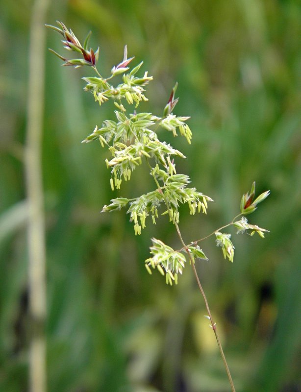 Мятлик однолетний (POA annua l.)