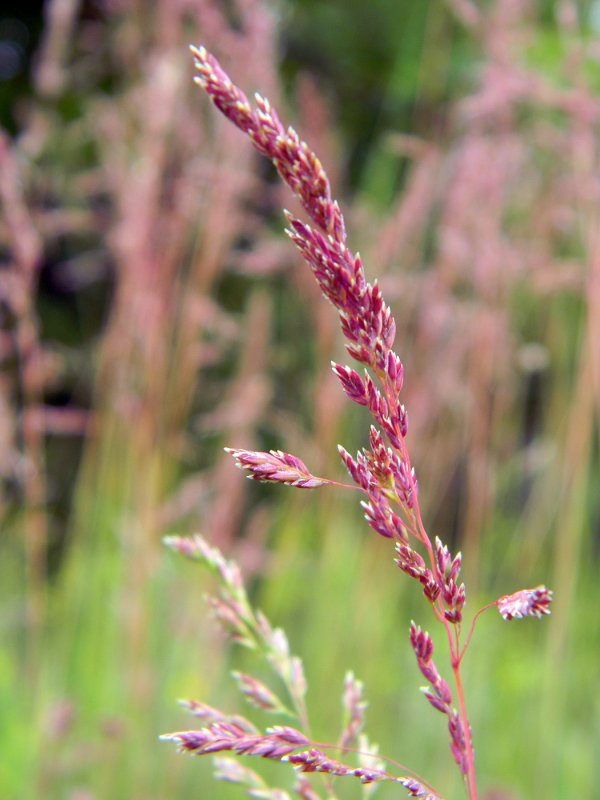 Овсяница Луговая Festuca