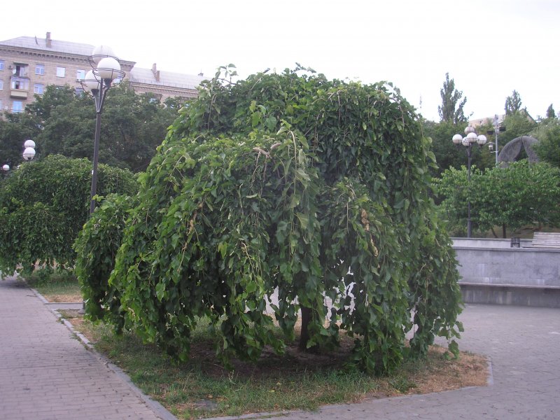 Шелковица белая Morus Alba
