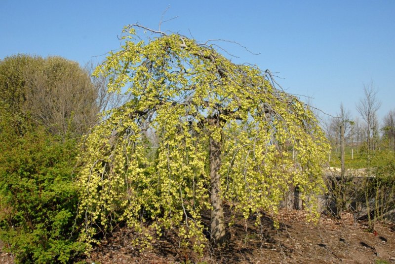 Ива Козья Kilmarnock