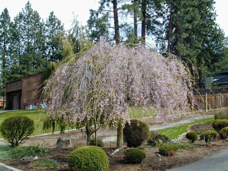 Prunus subhirtella 'pendula' (вишня)