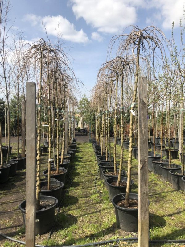 Шелковица pendula