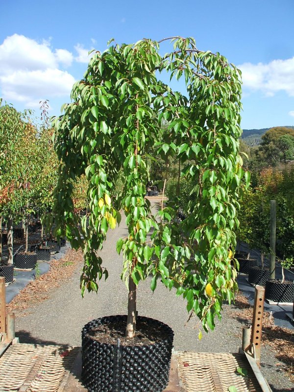 Ива Козья Salix caprea