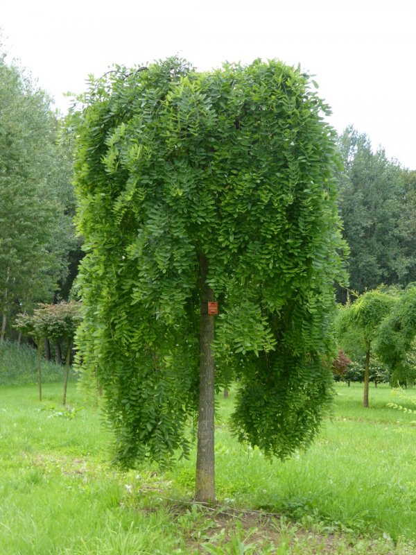 Шелковица белая плакучая