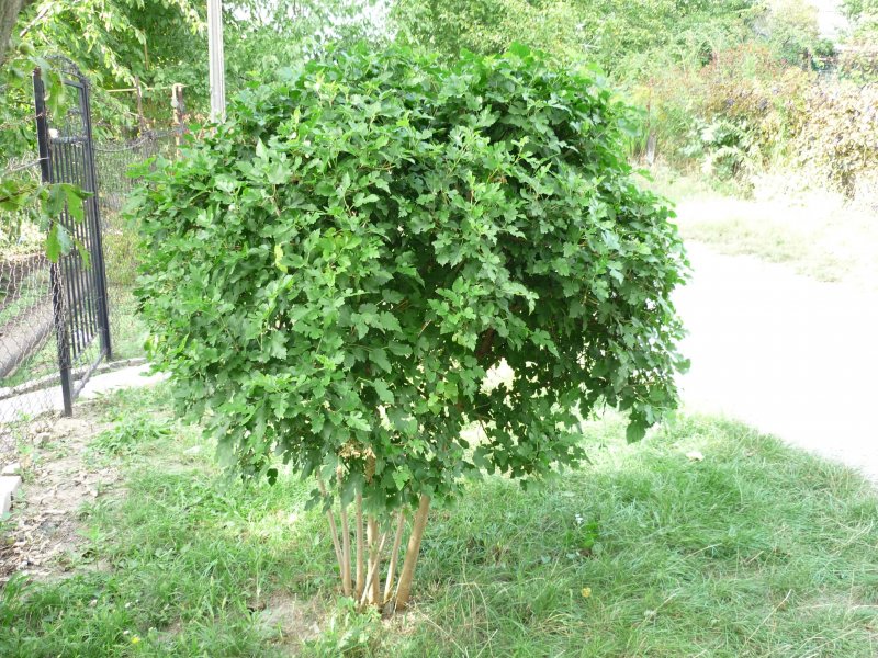 Ива Козья Килмарнок