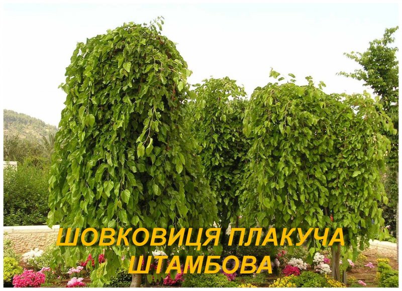 Шелковица Морус Альба Пендула