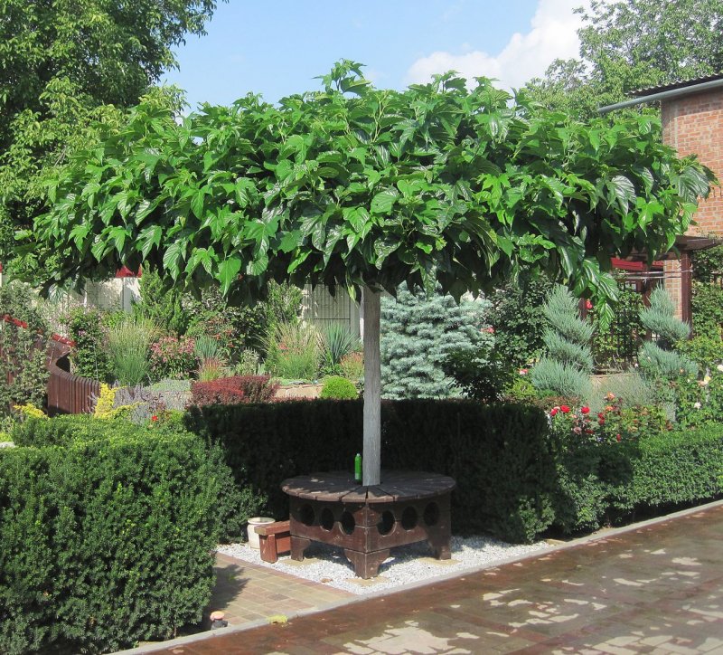 Morus Alba pendula