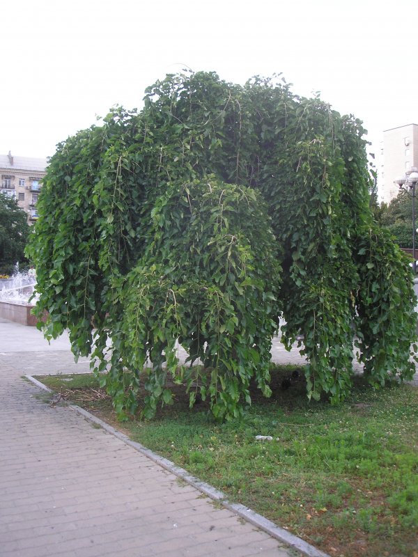 Шелковица Морус Альба Пендула