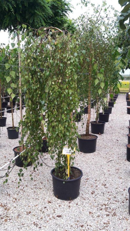 Вишня шаровидная Umbraculifera