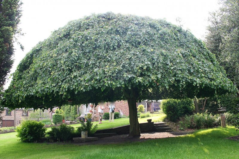 Malus Royal Beauty яблоня