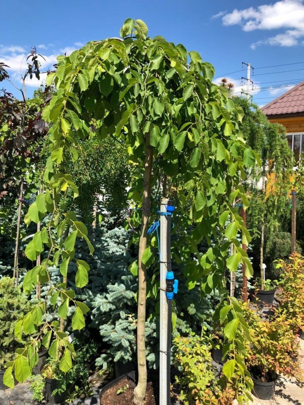 Betula nigra 'Summer Cascade'