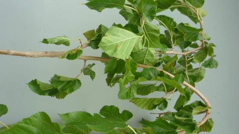 Шелковица Morus Alba pendula