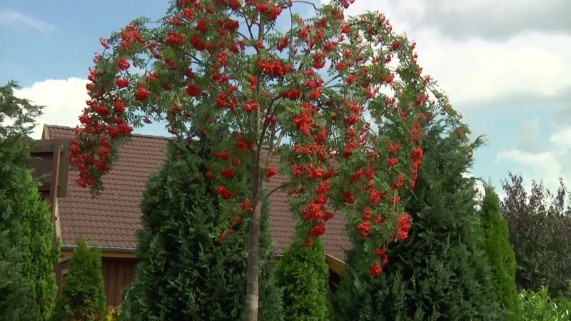 Берёза плакучая крупномер
