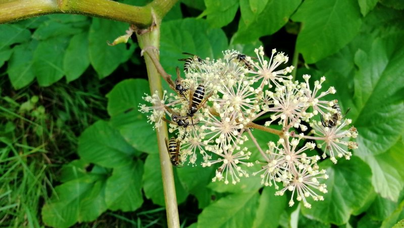Аралия сердцевидная Aralia cordata