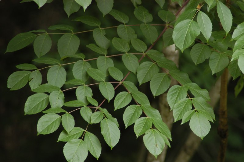 Аралия колючая (Aralia spinosa)