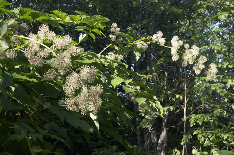 Аралия сердцевидная Aralia cordata