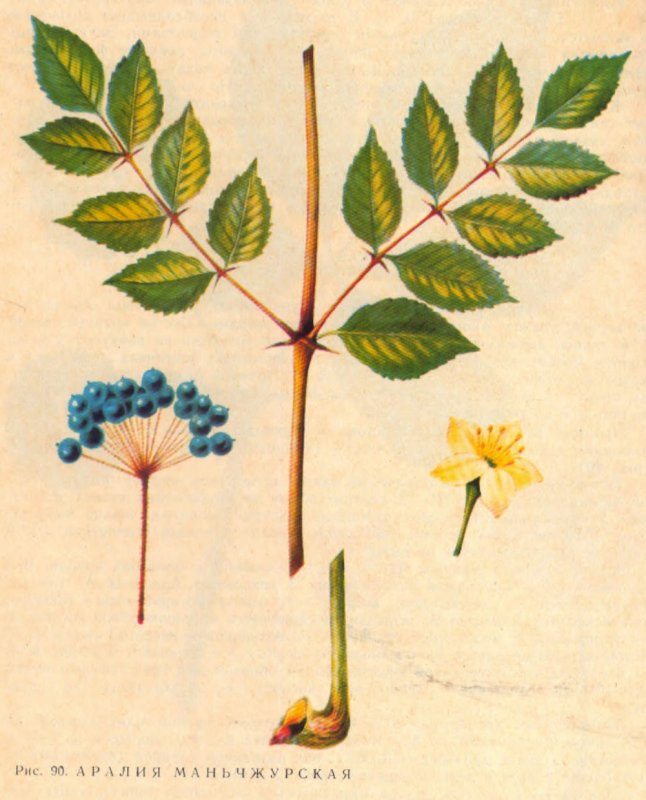 Аралия маньчжурская Aralia