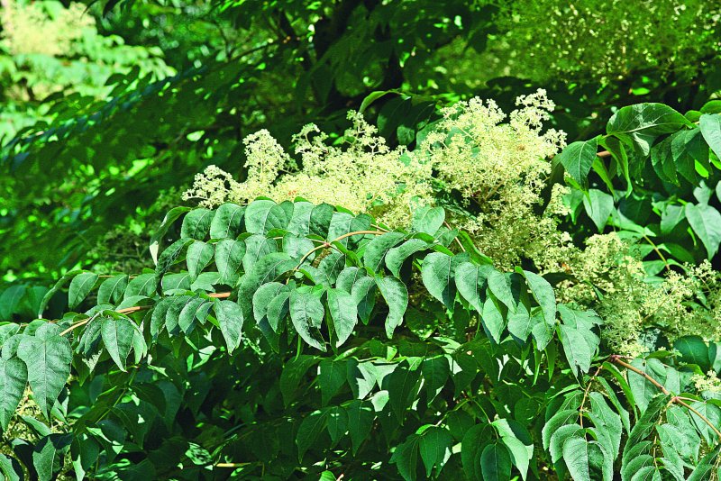 Аралия высокая (Aralia elata)