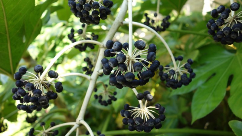 Aralia mandshurica