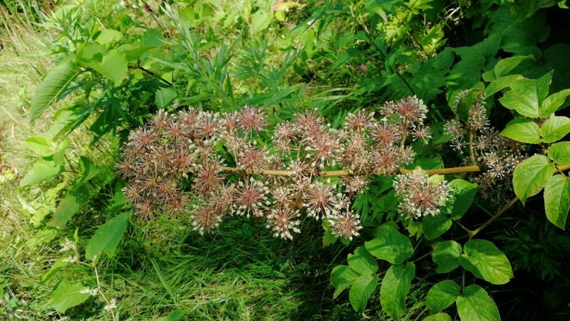 Фатсия Fatsia japonica
