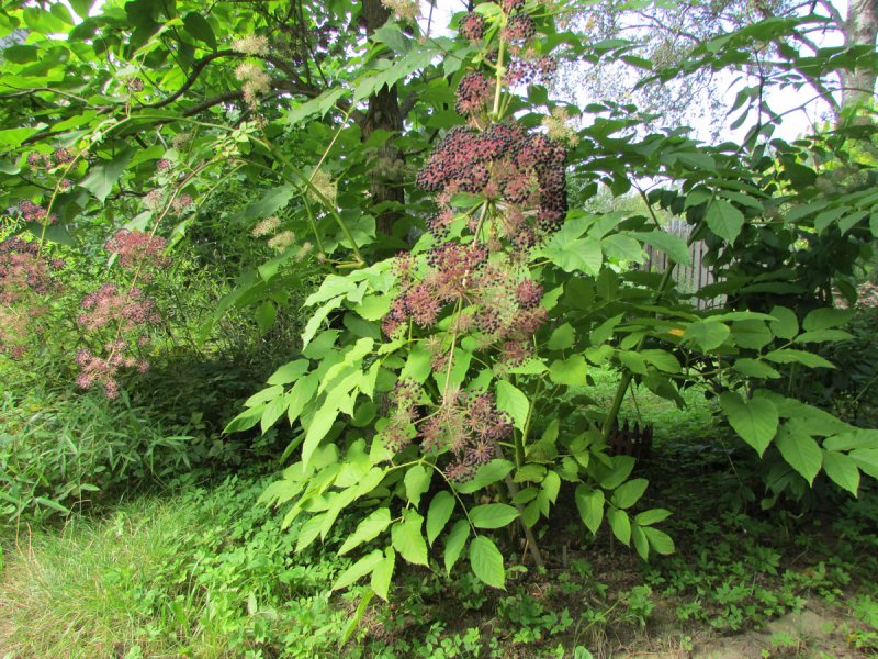 Аралия сердцевидная Aralia cordata