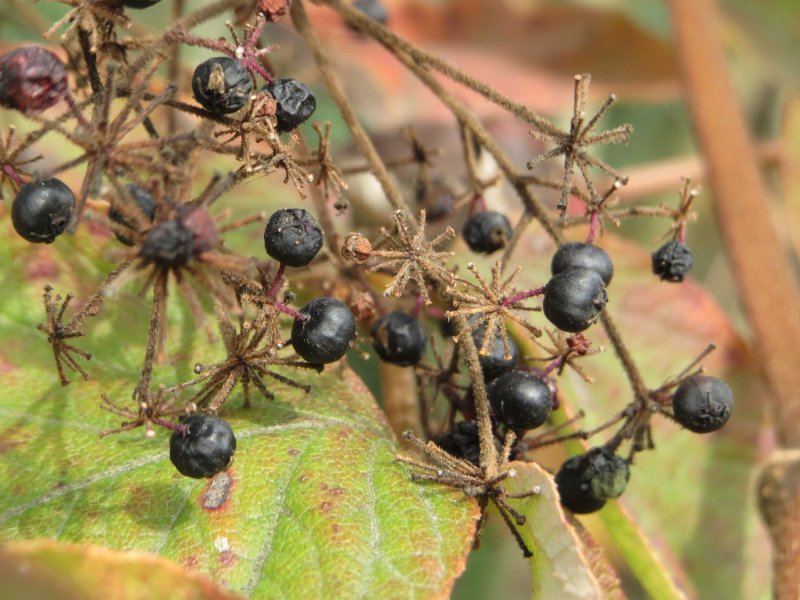 Аралия колючая (Aralia spinosa)