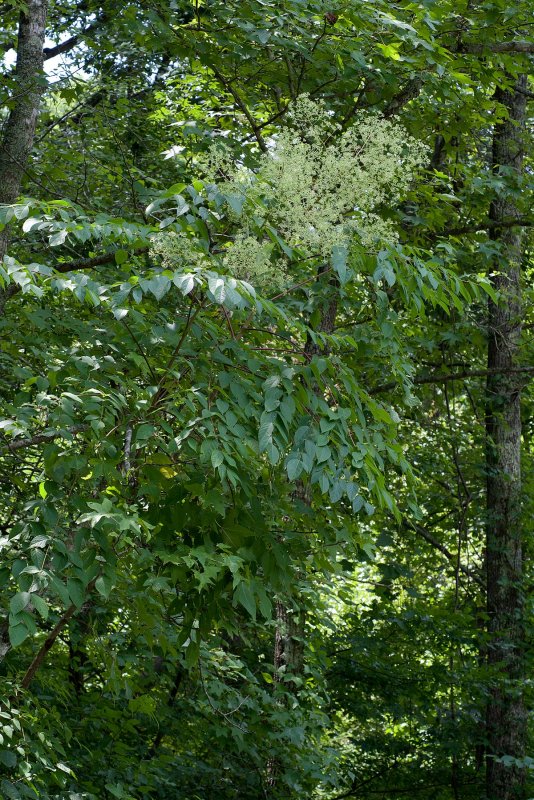 Аралия сердцевидная Aralia cordata