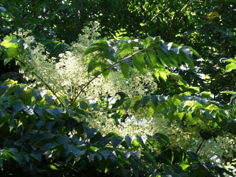 Аралия колючая (Aralia spinosa)