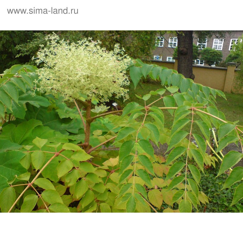 Aralia elata (miq.) – Аралия высокая, Чертово дерево или шип-дерево