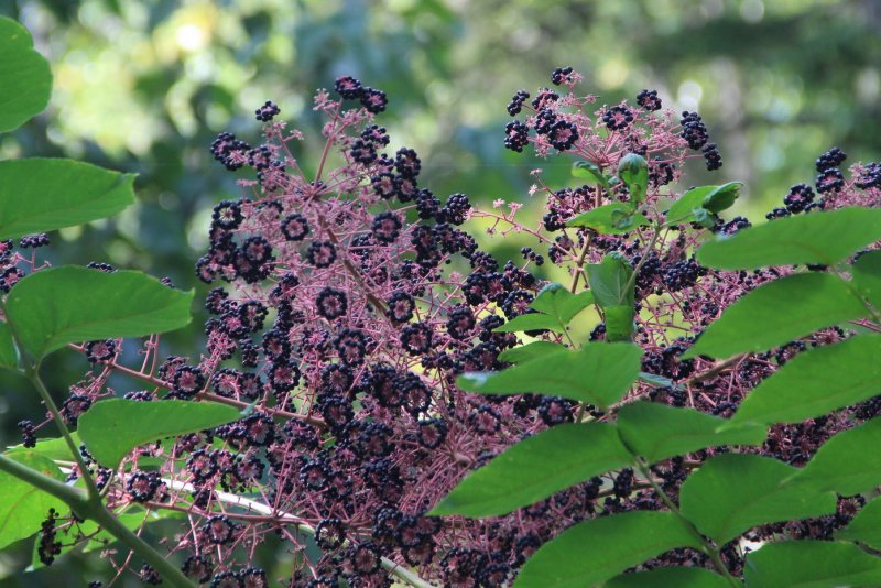 Аралия сердцевидная Aralia cordata