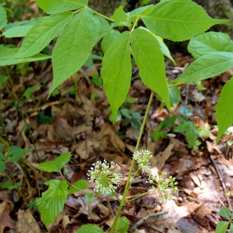Aralia racemosa (Аралия кистеносная)