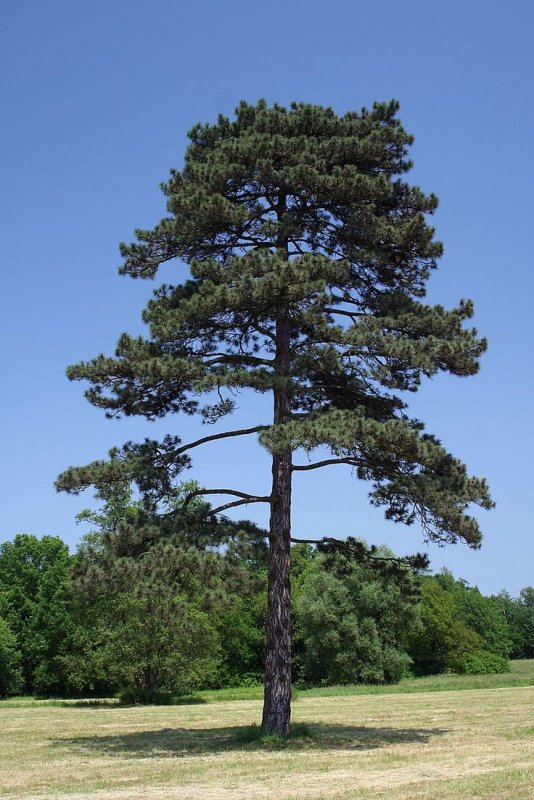 Pinus strobus Fastigiata сосна
