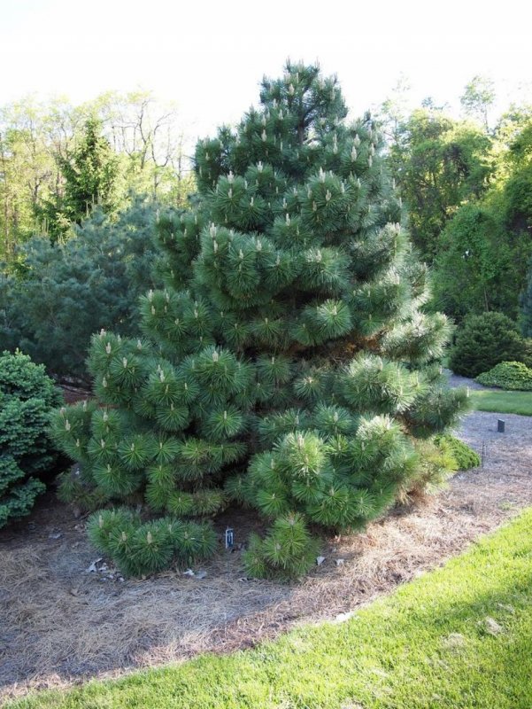 Сосна черная (Pinus nigra)
