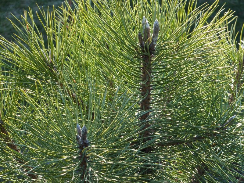 Pinus nigra Hornibrookiana