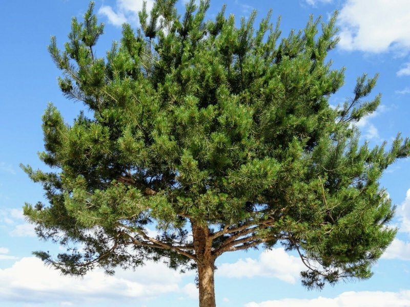 Сосна черная (Pinus nigra)