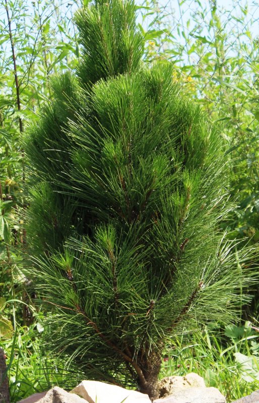 Сосна черная (Pinus nigra)