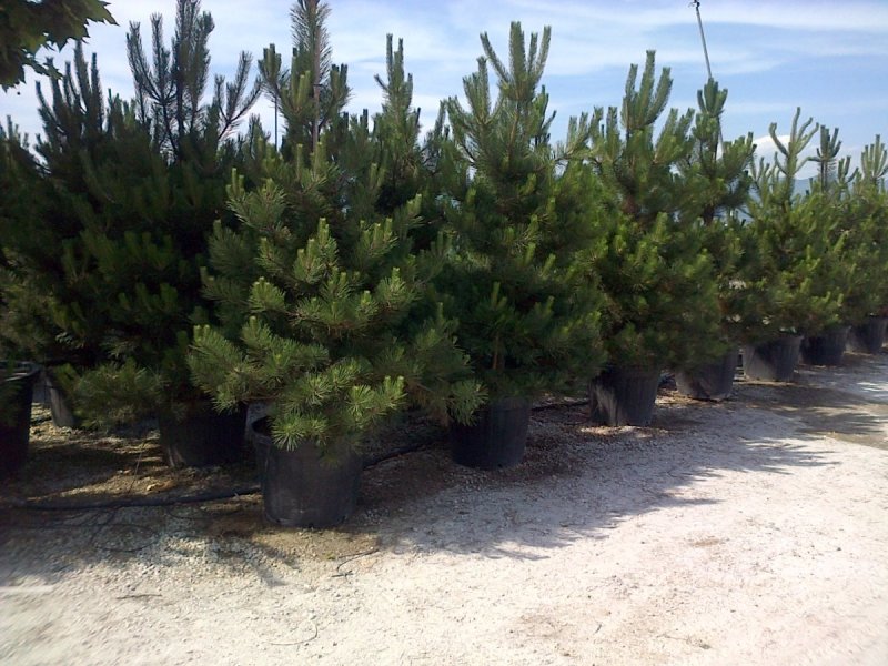 Pinus nigra Smaragd