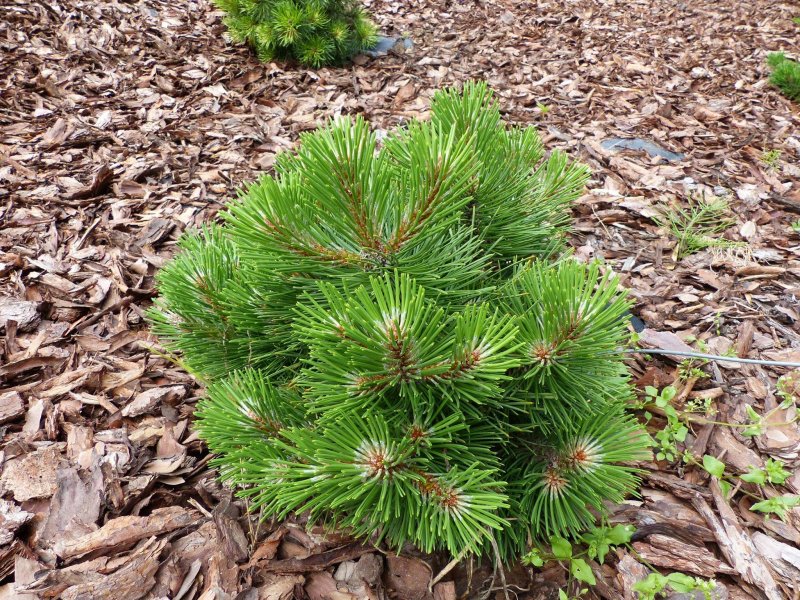 Pinus nigra nigra