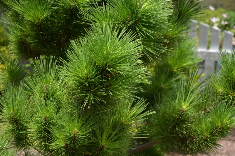 Сосна Крымская (Палласа) Pinus pallasiana
