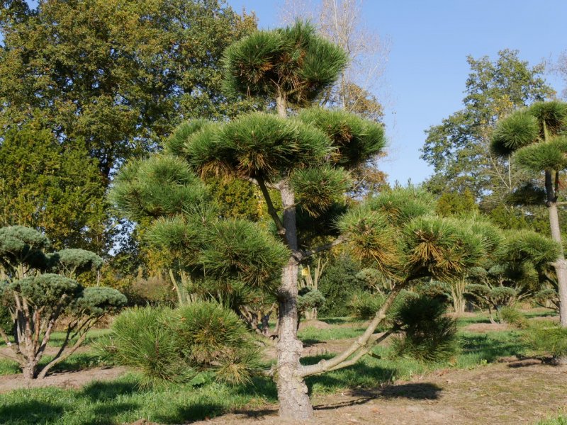 Сосна черная (Pinus nigra)