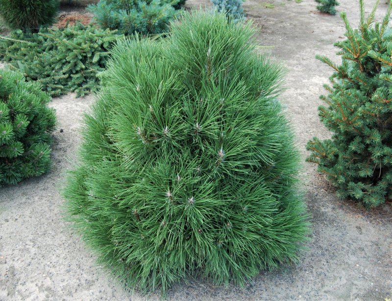 Сосна черная Нигра