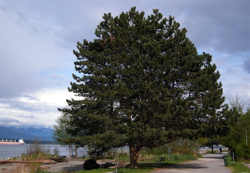Сосна Pinus nigra