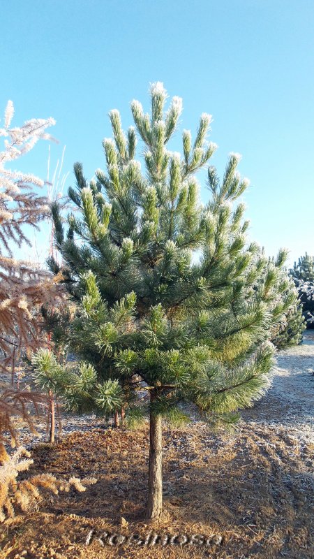 Сосна Pinus nigra