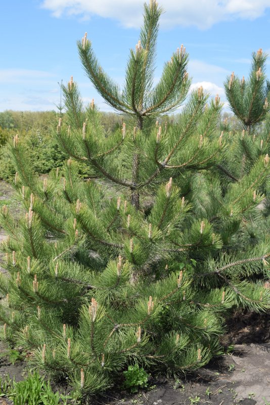 Сосна чёрная Ауреа Pinus nigra Aurea